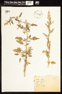 Chenopodium album image