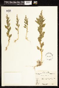 Chenopodium album image