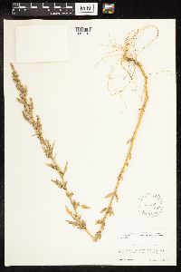 Chenopodium album image