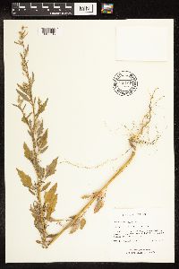 Chenopodium album image