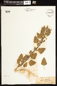 Chenopodium album image
