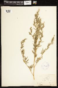 Chenopodium album image