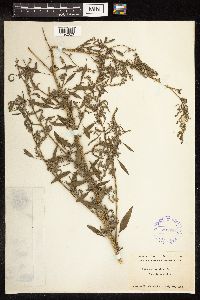 Chenopodium album image