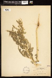 Chenopodium album image