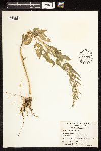 Chenopodium album image