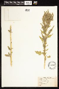 Chenopodium album image