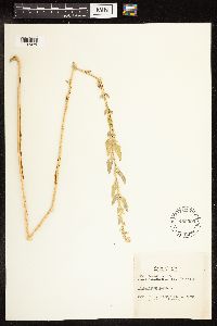 Chenopodium album image