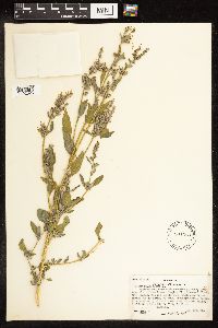 Chenopodium album image