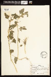 Chenopodium album image