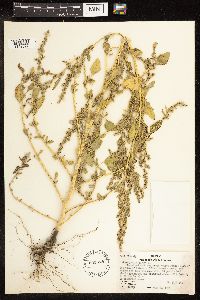 Chenopodium album image