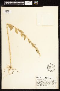 Chenopodium album image