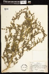 Chenopodium album image