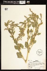 Chenopodium album image