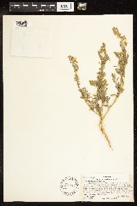 Chenopodium album image