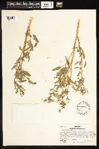 Chenopodium album image