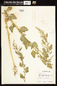 Chenopodium album image