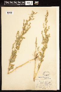 Chenopodium album image
