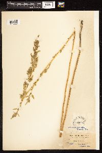 Chenopodium album image