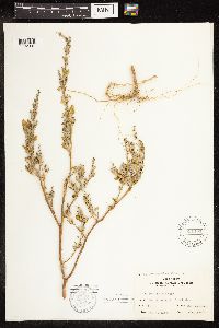 Chenopodium album image
