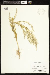 Chenopodium album image