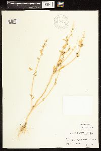 Chenopodium album image