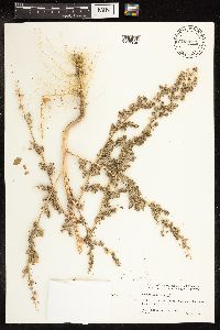 Chenopodium album image