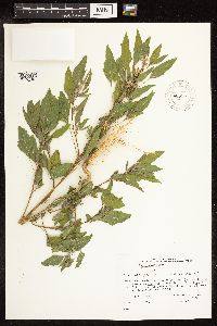 Chenopodium album image