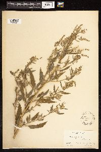 Chenopodium album image