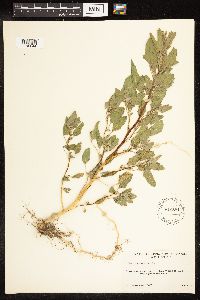 Chenopodium album image