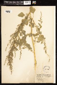 Chenopodium album image