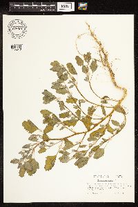 Chenopodium album image