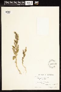 Chenopodium album image