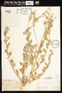 Chenopodium album image