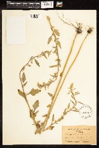 Chenopodium album image