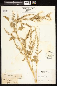 Chenopodium album image