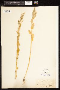 Chenopodium album image