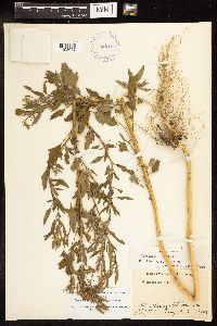 Chenopodium album image