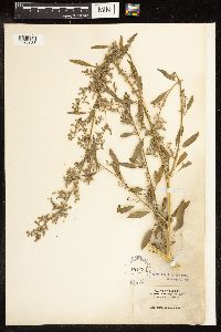 Chenopodium album image