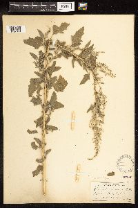 Thumbnail image of current specimen