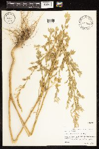 Chenopodium berlandieri image