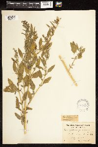 Chenopodium berlandieri image