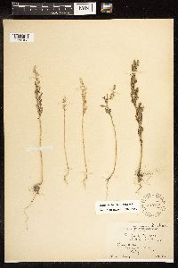 Chenopodium berlandieri image