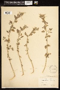 Chenopodium berlandieri image