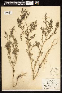 Chenopodium berlandieri image