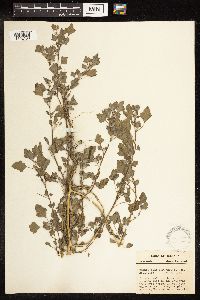 Chenopodium berlandieri image