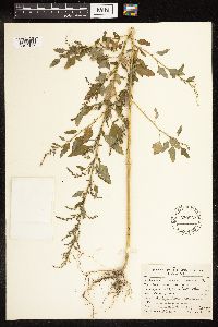 Chenopodium berlandieri image