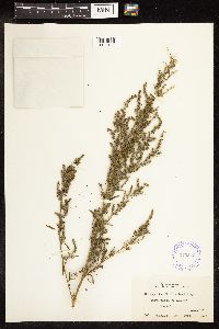Chenopodium berlandieri image