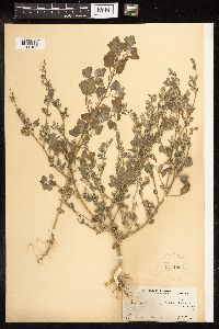 Chenopodium berlandieri image