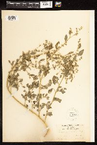 Chenopodium berlandieri image