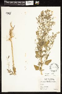 Chenopodium berlandieri image
